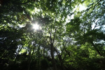 新緑のKITOKURAS