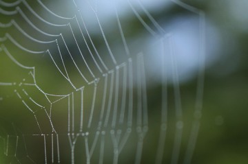 SIGMA MACRO 50mm F2.8 EX DGを試す
