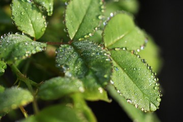 SIGMA MACRO 50mm F2.8 EX DGを試す