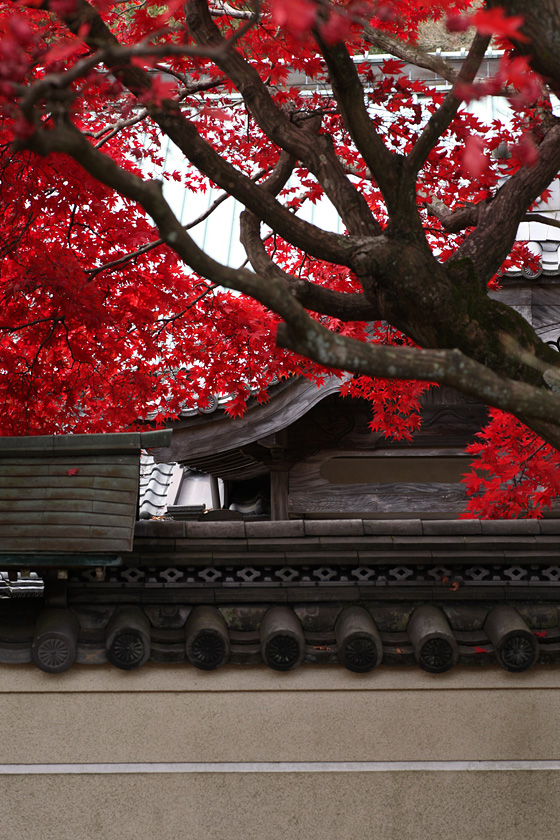 根香寺（香川県高松市中山町）の紅葉